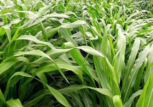 1626537220442182.jpg image.jpg