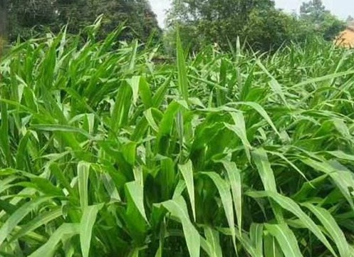 1626537366501689.jpg image.jpg