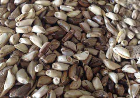 1626537405288172.jpg image.jpg