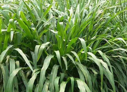 1626537492951612.jpg image.jpg