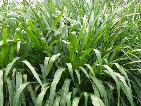 1626537637987559.jpg image.jpg