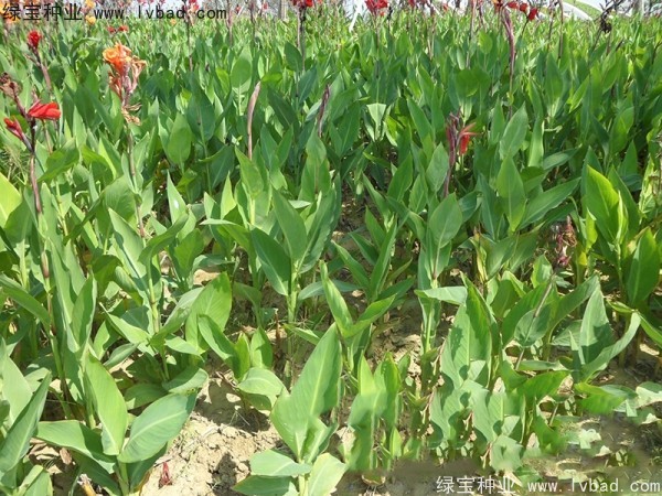 美人蕉種子 美人蕉種子