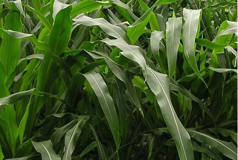 1626702602107707.jpg image.jpg