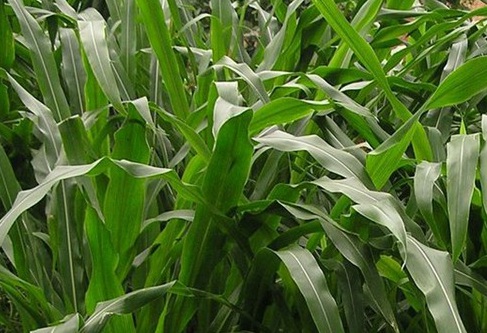 1626702612660422.jpg image.jpg