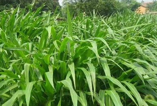 1626702710494130.jpg image.jpg