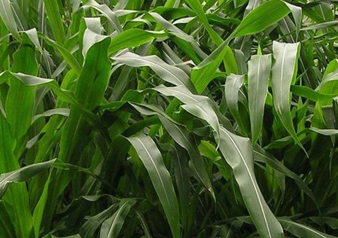 1626702729363085.jpg image.jpg