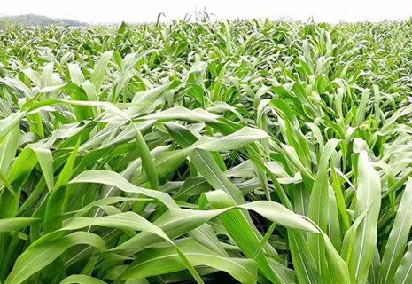 1626702776170623.jpg image.jpg