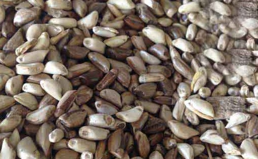 1626702790970544.jpg image.jpg