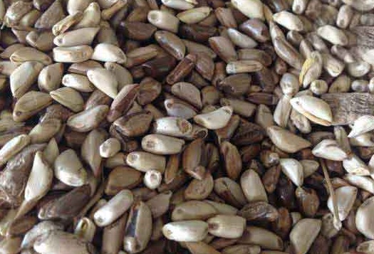 1626702902213242.jpg image.jpg