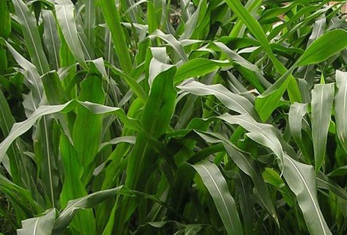 1626703054992685.jpg image.jpg