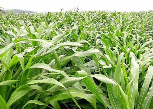 1626703152828137.jpg image.jpg