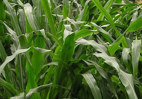 1626703276905034.jpg image.jpg