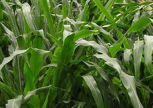 1626703474741909.jpg image.jpg