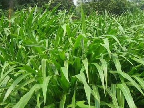 1626703484330873.jpg image.jpg