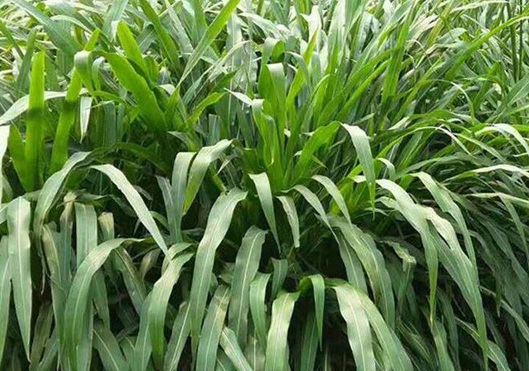 1626703495579589.jpg image.jpg