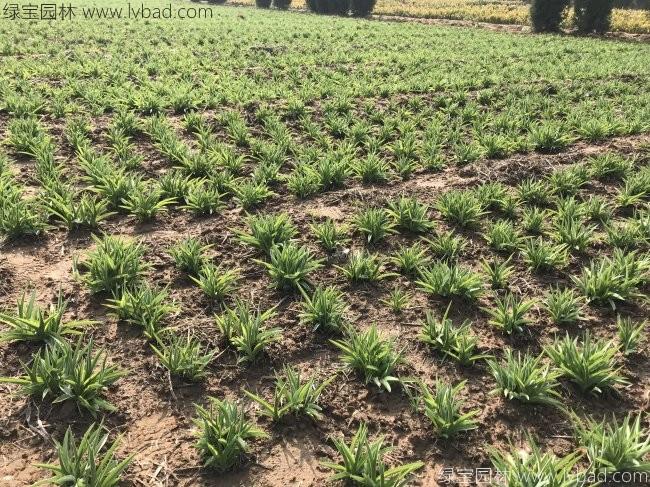 金娃娃萱草 金娃娃萱草