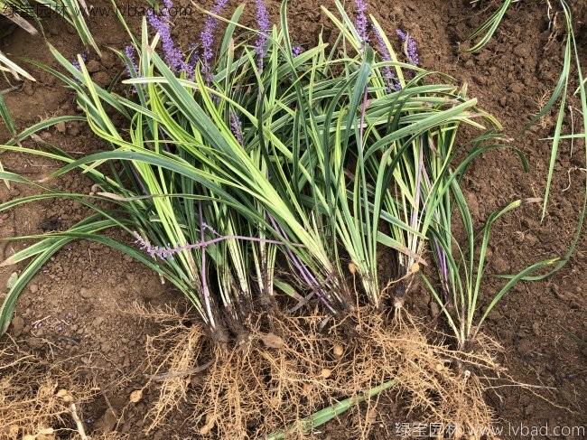 金邊麥冬 金邊麥冬