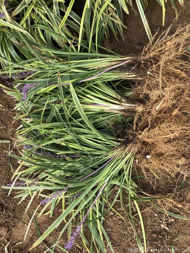 金邊麥冬 金邊麥冬