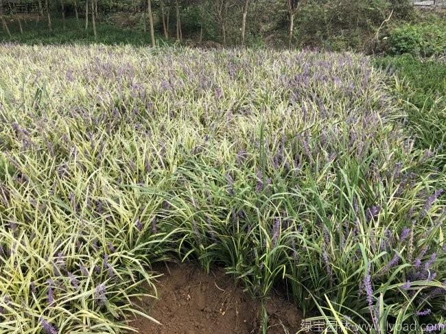 金邊麥冬 金邊麥冬