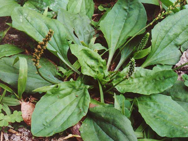 車前子種子發芽出苗圖片 車前子種子發芽出苗圖片
