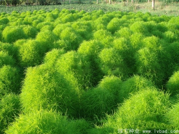 地膚圖片 地膚種子