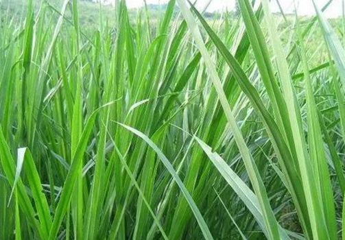 1626869059197159.jpg image.jpg