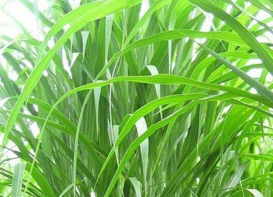 1626869084841608.jpg image.jpg