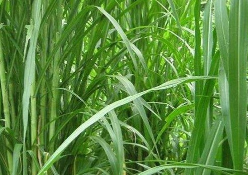 1626869093260325.jpg image.jpg