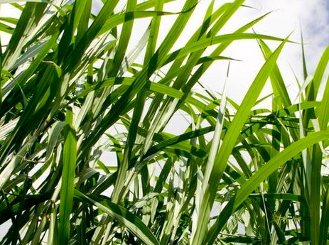 1626869332876355.jpg image.jpg