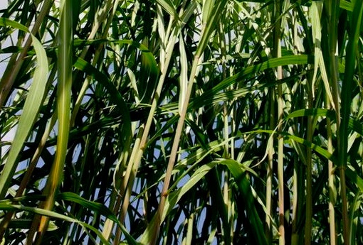 1626869343313945.jpg image.jpg