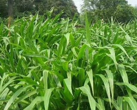 1626870185862149.jpg image.jpg