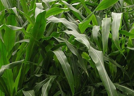 1626870193278091.jpg image.jpg