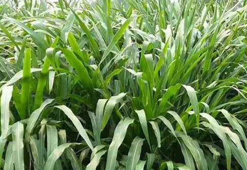 1626870204432928.jpg image.jpg