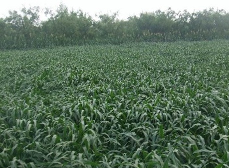 1626870421368149.jpg image.jpg