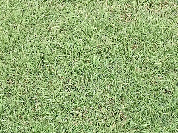 天堂草草坪圖片 天堂草草坪圖片