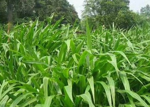 1626957600409227.jpg image.jpg