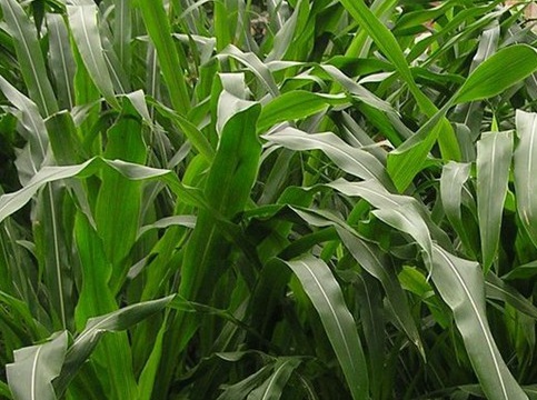 1626957608120161.jpg image.jpg