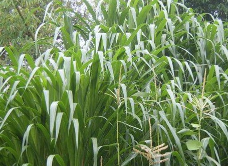 1626957746322182.jpg image.jpg