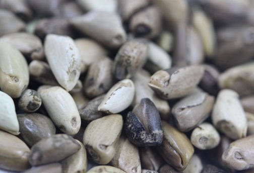 1626957776146352.jpg image.jpg