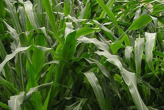 1627037987539009.jpg image.jpg