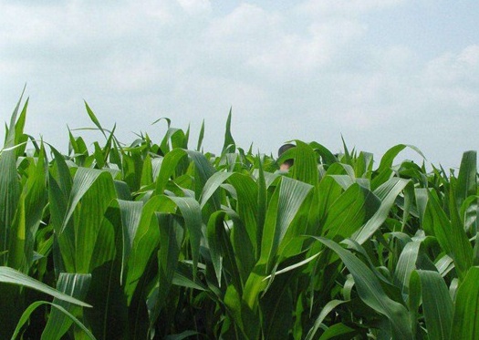 1627038035695168.jpg image.jpg