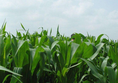 1627038146703187.jpg image.jpg