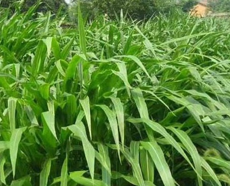 1627038157339380.jpg image.jpg