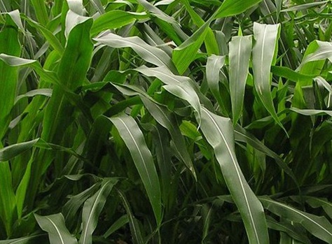 1627038576837822.jpg image.jpg