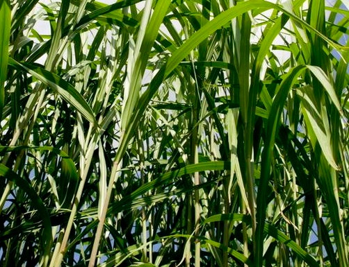 1627038938338189.jpg image.jpg