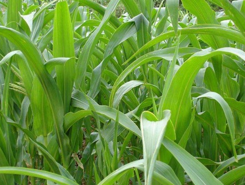 1627039400861757.jpg image.jpg