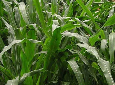 1627039411745714.jpg image.jpg