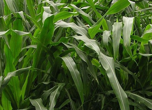 1627039421116641.jpg image.jpg