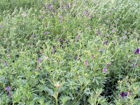 1627039703735272.jpg image.jpg