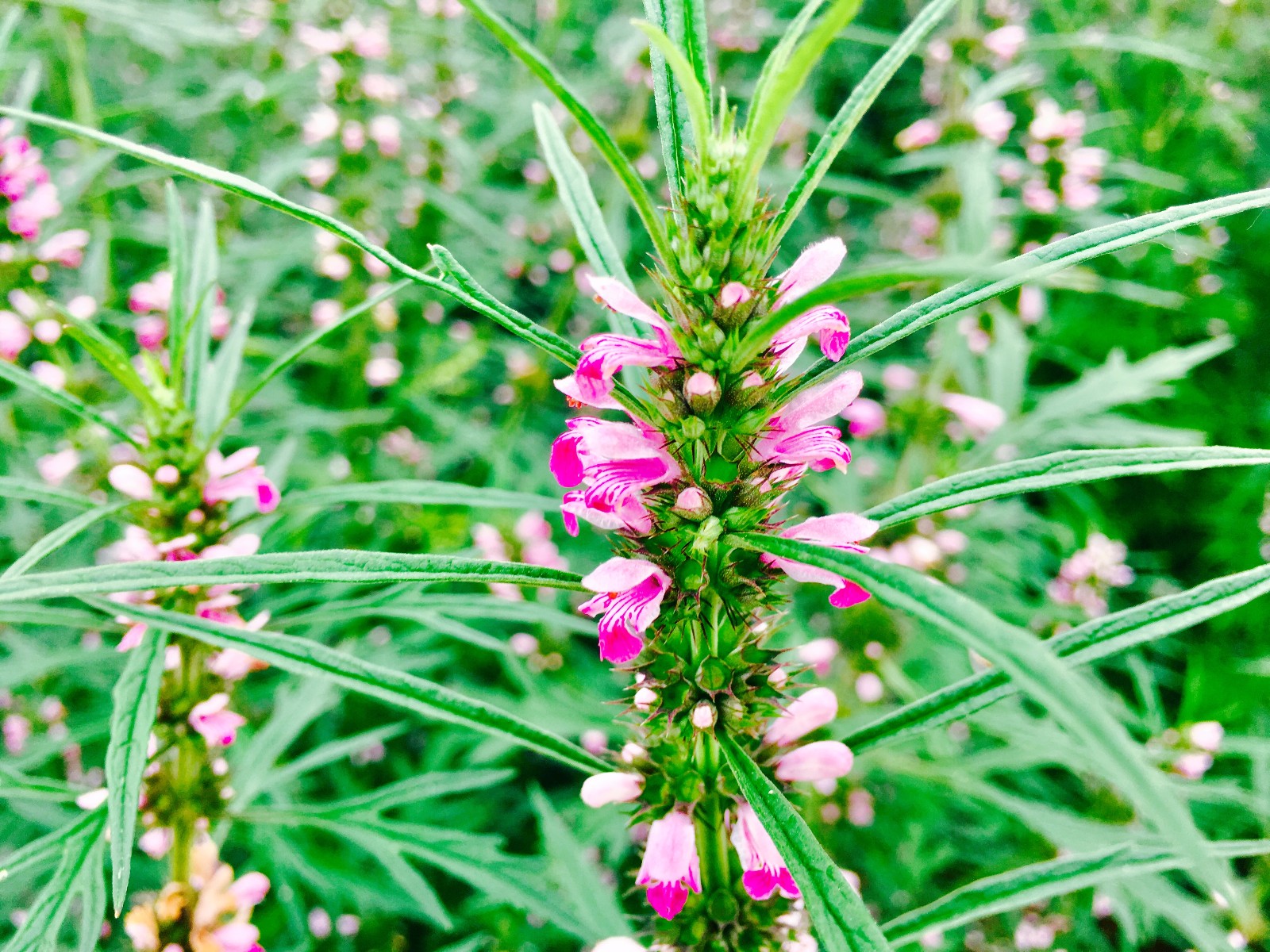益母草種植時間